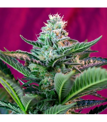 Auto Mohan Ram   25 u. fem. Sweet Seeds