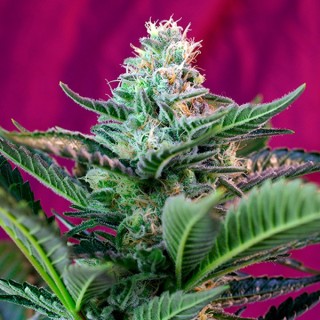 Auto Mohan Ram   100 u. fem. Sweet Seeds