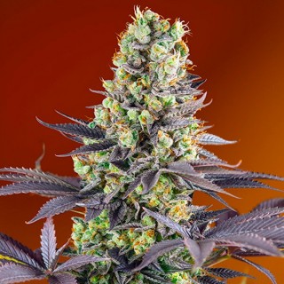 Sweet Zkittlez 5+2 u. fem. Sweet Seeds