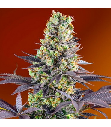 Sweet Zkittlez 5+2 u. fem. Sweet Seeds