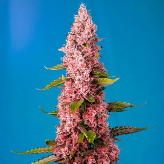 Red Hot Cookies 5+2 u. fem. Sweet Seeds