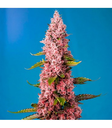 Red Hot Cookies 5+2 u. fem. Sweet Seeds