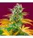Gorilla Girl F1 Fast Version 5+2 u. fem. Sweet Seeds