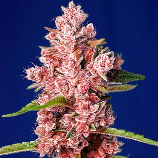 Tropicanna Poison F1 Fast Version 5+2 u. fem. Sweet Seeds