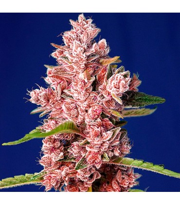 Tropicanna Poison F1 Fast Version 5+2 u. fem. Sweet Seeds