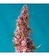 Auto Red Pure CBD fem. Sweet Seeds