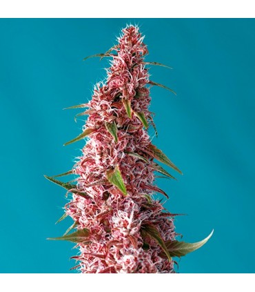 Auto Red Pure CBD fem. Sweet Seeds