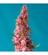 Auto Red Pure CBD 5+2 u. fem. Sweet Seeds