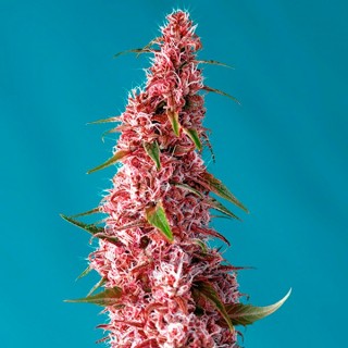 Auto Red Pure CBD 5+2 u. fem. Sweet Seeds
