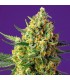 Auto Crystal Candy XL fem. Sweet Seeds