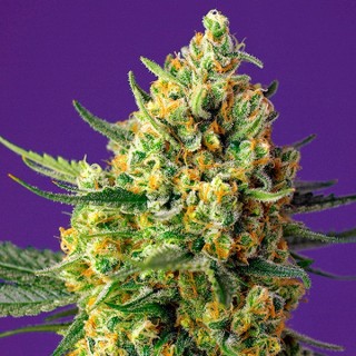 Auto Crystal Candy XL fem. Sweet Seeds