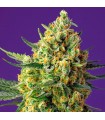 Auto Crystal Candy XL fem. Sweet Seeds