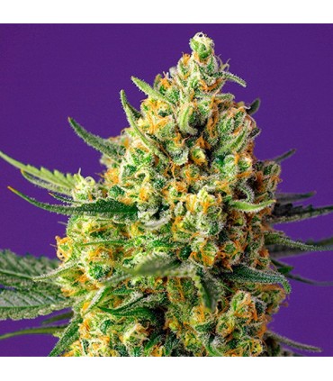 Auto Crystal Candy XL 5+2 u. fem. Sweet Seeds