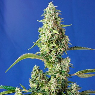 Auto Gorilla Girl XL 3+1 fem. Sweet Seeds