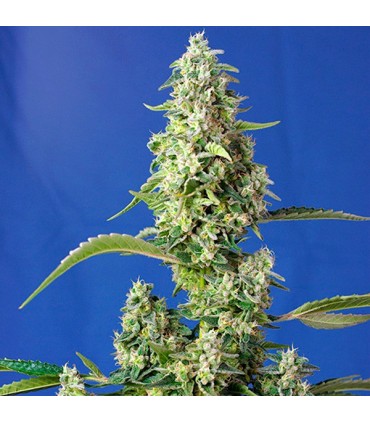 Auto Gorilla Girl XL 3+1 fem. Sweet Seeds
