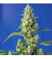 Auto Gorilla Girl XL 3+1 fem. Sweet Seeds