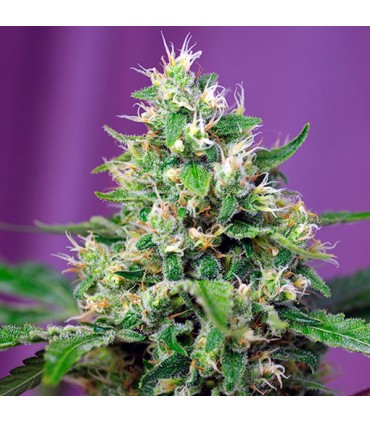 Auto Sweet Amnesia Haze XL fem. Sweet Seeds