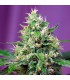 Auto Sweet Amnesia Haze XL 5+2 u. fem. Sweet Seeds