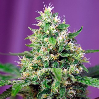 Auto Sweet Amnesia Haze XL 5+2 u. fem. Sweet Seeds
