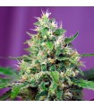 Auto Sweet Amnesia Haze XL 5+2 u. fem. Sweet Seeds