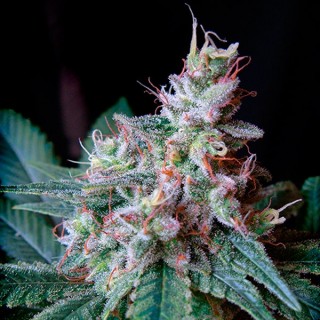 Cream Caramel Fast Version  25 u. fem. Sweet Seeds
