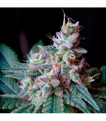 Cream Caramel Fast Version  25 u. fem. Sweet Seeds
