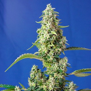 Auto Gorilla Girl Xl 25 u. Sweet Seeds