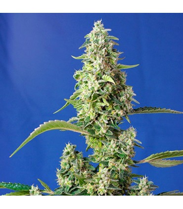 Auto Gorilla Girl Xl 25 u. Sweet Seeds