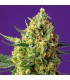 Auto Crystal Candy XL 25 u. fem. Sweet Seeds