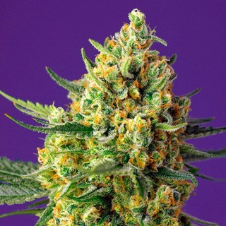 Auto Crystal Candy XL 25 u. fem. Sweet Seeds