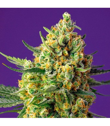Auto Crystal Candy XL 25 u. fem. Sweet Seeds