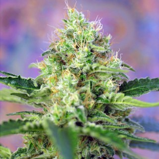 Crystal Candy fem. Sweet Seeds