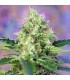 Crystal Candy   5+2 u. fem. Sweet Seeds
