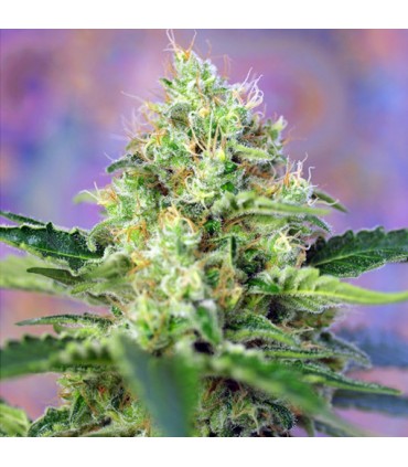Crystal Candy   5+2 u. fem. Sweet Seeds