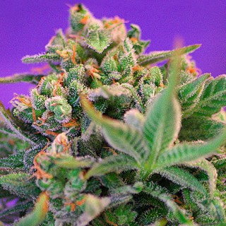 Sweet Cheese Fast Version  25 u. fem. Sweet Seeds