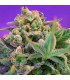 Sweet Cheese Fast Version 100 u. fem. Sweet Seeds