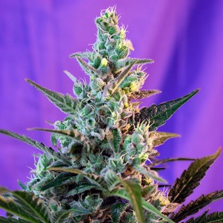 Sweet Skunk Fast Version  25 u. fem. Sweet Seeds