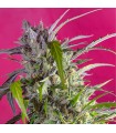 Auto Crystal Candy fem. Sweet Seeds