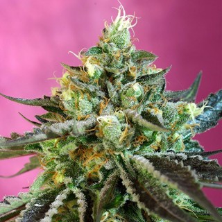 Auto Sweet Nurse CBD fem. Sweet Seeds