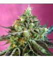 Auto Sweet Nurse CBD   5+2 u. fem. Sweet Seeds