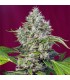 San Fernando Lemon Kush fem. Sweet Seeds
