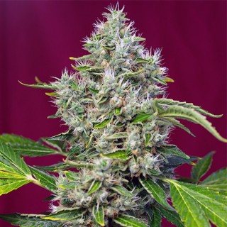San Fernando Lemon Kush fem. Sweet Seeds