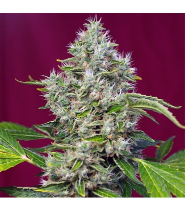 San Fernando Lemon Kush fem. Sweet Seeds