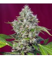 San Fernando Lemon Kush fem. Sweet Seeds