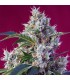 Indigo Berry Kush fem. Sweet Seeds