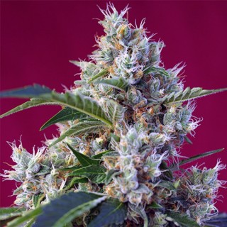 Indigo Berry Kush fem. Sweet Seeds