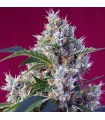 Indigo Berry Kush fem. Sweet Seeds