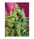 S.A.D. CBD fem. Sweet Seeds