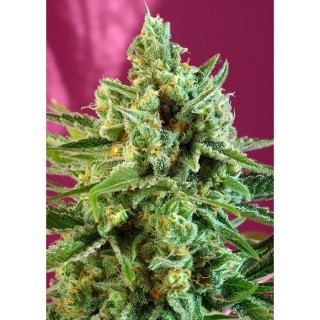 S.A.D. CBD fem. Sweet Seeds