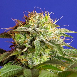 Green Poison Fast Version 100 u. fem. Sweet Seeds